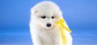 Foto Progetto Yellow Dog per Cani