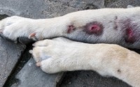 Foto Macchie rosse sulla pelle del cane: cosa sono?