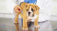 Foto Come trattare le dirofilarie nei cani