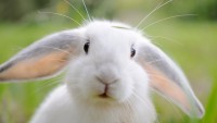 Foto Insufficienza renale nel Coniglio: cause, sintomi e cure