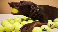 Foto Dare palline da tennis al cane è pericoloso?