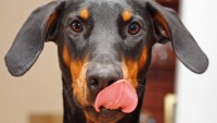 Foto Perchè il cane si lecca sempre il naso?