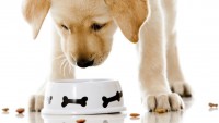 Foto Le Migliori Crocchette Per Cani Sterilizzati