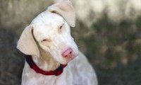 Foto Cane albino: caratteristiche e differenze con i cani bianchi
