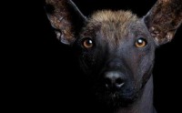 Foto 12 razze di Cani americani con foto