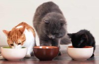 Foto Cosa bisogna fare se il gatto non vuole mangiare?