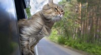 Foto Consigli per viaggiare con il gatto in auto