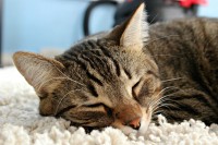 Foto Come accogliere un nuovo gatto in casa, 12 consigli importanti