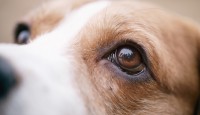 Foto Atrofia retinica progressiva nei cani: sintomi e tipi