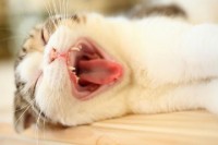 Foto Denti del gatto: è normale che cadano?