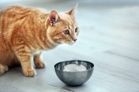 Foto Perchè al mio gatto non piace il cibo umido?