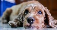 Foto Il Cane ha la cataratta: come riconoscerla e curarla