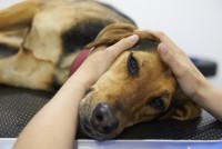Foto Osteopatia canina: quali benefici per il Cane?