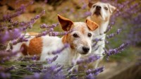 Foto Fitoterapia per Cani: curare i cani con le  erbe