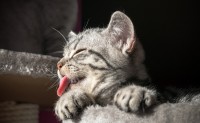 Foto Perchè il Gatto esce la lingua?