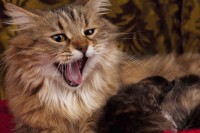 Foto Il mio gatto miagola continuamente: perché? cosa posso fare?