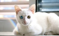 Foto Cos'è un gatto albino? Avrà problemi di salute?