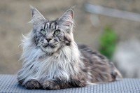 Foto Le 10 migliori razze di gatti a pelo lungo