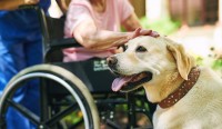 Foto Come vengono addestrati i cani guida per i disabili?