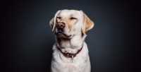 Foto Udito nei cani: cosa sente un cane?