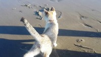 Foto Posso portare il gatto in spiaggia?