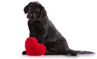 Foto Insufficienza cardiaca nel Cane: sintomi e cure