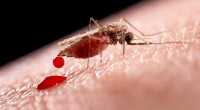 Foto Quali sono le zanzare più pericolose?