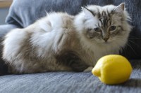 Foto I gatti possono mangiare limoni?