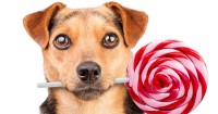 Foto Quanto sono pericolosi lo zucchero e i dolci per i cani?