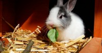 Foto Quali vitamine posso dare al mio coniglio?