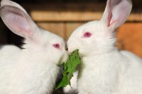 Foto Perché alcuni conigli hanno gli occhi rossi?