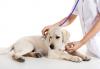 Foto Epatite Virale dei Cani e come curarla