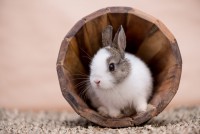 Foto Perché il mio coniglio si nasconde?