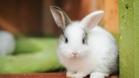 Foto A cosa servono i baffi al coniglio?