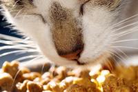 Foto Il gatto mangia poco: le cause