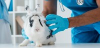 Foto I Conigli possono trasmettere malattie contagiose?