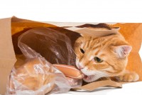 Foto Cosa fare se un gatto mangia plastica?