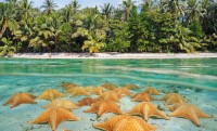 Foto La stella marina: dove vive, cosa mangia e tanto altro