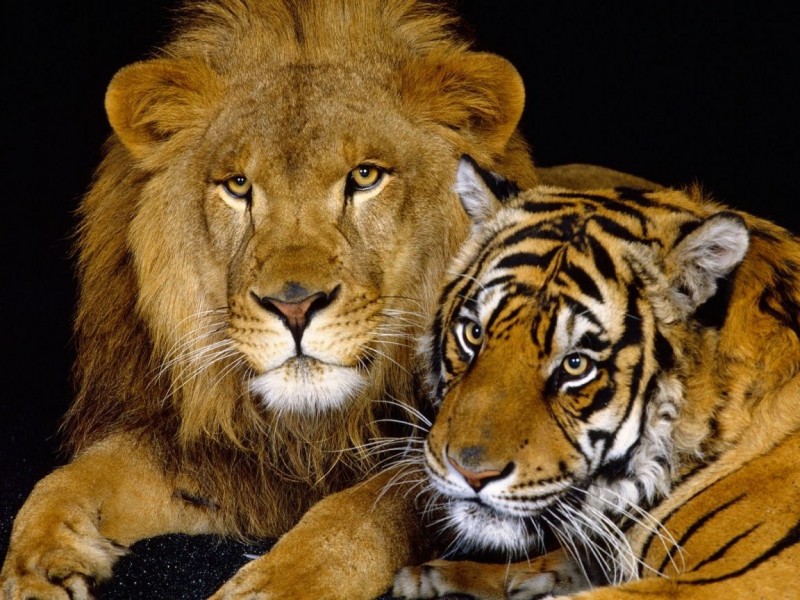 Differenze tra Leone e Tigre | Mondopets.it