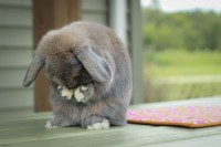 Foto Come capire se il tuo Coniglio è triste