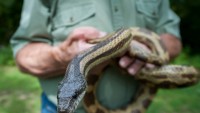 Foto Repellenti per serpenti e vipere