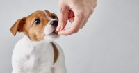 Foto Vitamina C per cani: pro e contro