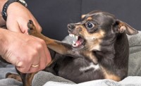 Foto Il cibo per cani può causare aggressività?
