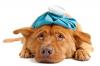 Foto Gastroenterite Virale (Parvovirosi) del Cane e come curarla