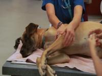 Foto Il cane ha lo stomaco gonfio: cause e cure