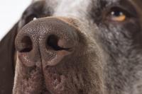 Foto Al cane cola il naso: cause e cure