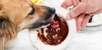 Foto Intossicazione nel cane: cause più comuni