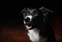 Foto Un cane può vedere gli infrarossi?