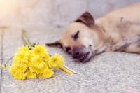 Foto Addio al miglior amico: affrontare la morte del cane con amore e ricordi