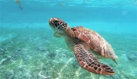 Foto La tartaruga più longeva: un viaggio attraverso la longevità delle tartarughe